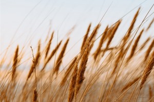 Grain Inspections, testing and Audits